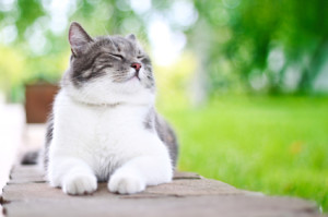 Cute cat enjoying himself outdoors