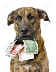 dog holding a purse with money in its mouth. isolated on white b